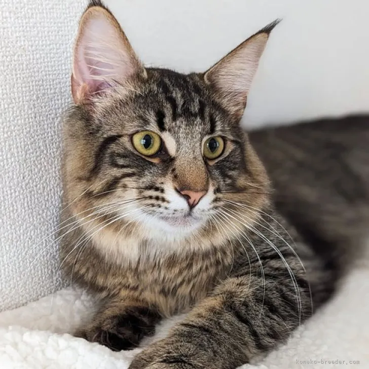 ID：2301-01702の子猫