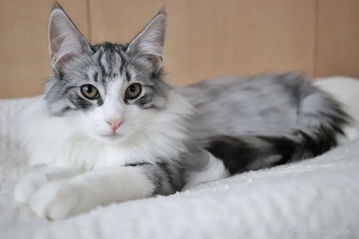 ID：1809-00811の子猫