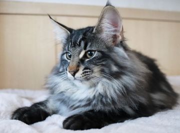 ノルウェージャンフォレストキャット【神奈川県・男の子・2019年8月8日・ブラックシルバークラシックタビー】の写真「甘えん坊さんでとても優しい男の子です。」