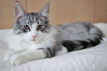 ノルウェージャンフォレストキャット【神奈川県・男の子・2018年7月14日・ブラックシルバースポッテッドタビーアンドホワイト】の写真「さりげなく側にいる優しくて可愛い男の子です。」
