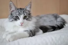 ノルウェージャンフォレストキャット【神奈川県・男の子・2018年7月14日・ブラックシルバースポッテッドタビーアンドホワイト】の写真1「11月18日に撮影しました。コートがフカフカになってきました。」