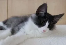 ノルウェージャンフォレストキャット【神奈川県・男の子・2018年7月14日・ブラックスモークアンドホワイト】の写真3「11月4日に撮影しました。ちょっと眠くなってきました。」