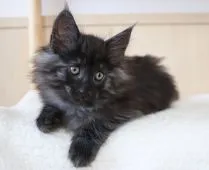 ノルウェージャンフォレストキャット【神奈川県・男の子・2018年8月6日・ブラックスモーク】の写真4「10月７日に撮影しました。おっとりさんで優しい子です。」