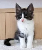 ノルウェージャンフォレストキャット【神奈川県・男の子・2018年7月14日・ブラックスモークアンドホワイト】の写真4「９月９日に撮影しました。とても素敵なブラックスモークの男の子です。」