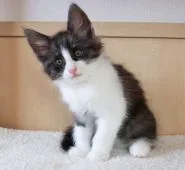 ノルウェージャンフォレストキャット【神奈川県・男の子・2018年7月14日・ブラックスモークアンドホワイト】の写真5「９月９日に撮影しました。父親譲りのしっかりとしたボディを持っています。」