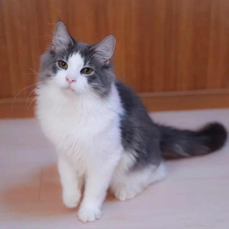 ID:2407-01029の子猫