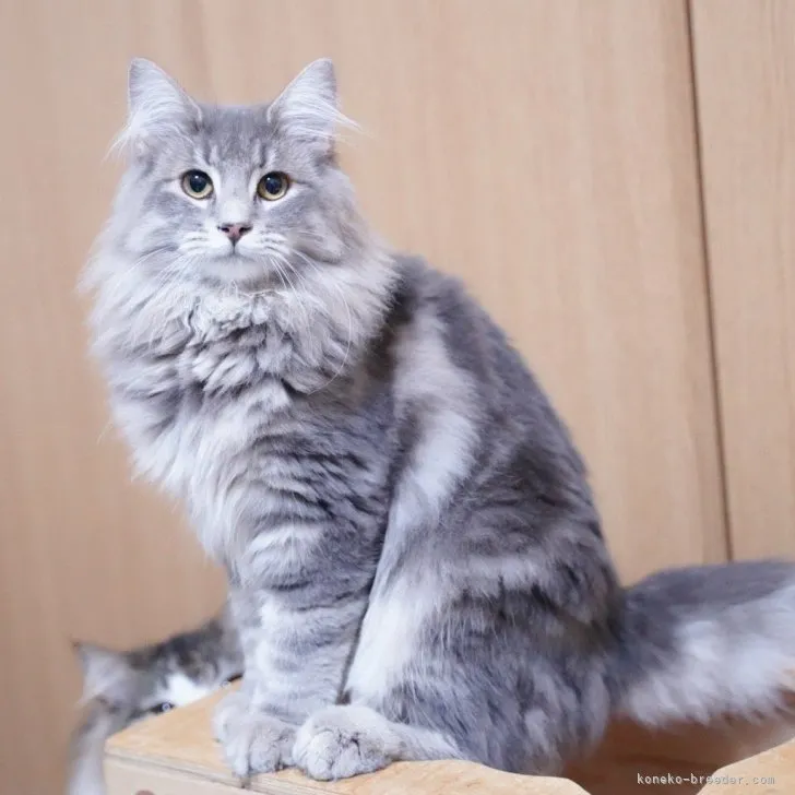 ID：2302-00499の子猫