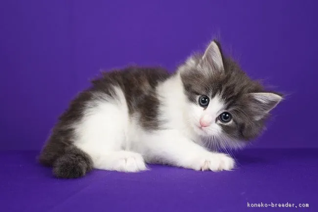 ID：1607-00317の子猫