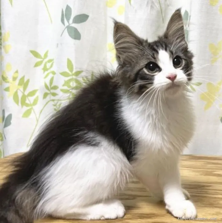 ID：2207-00163の子猫