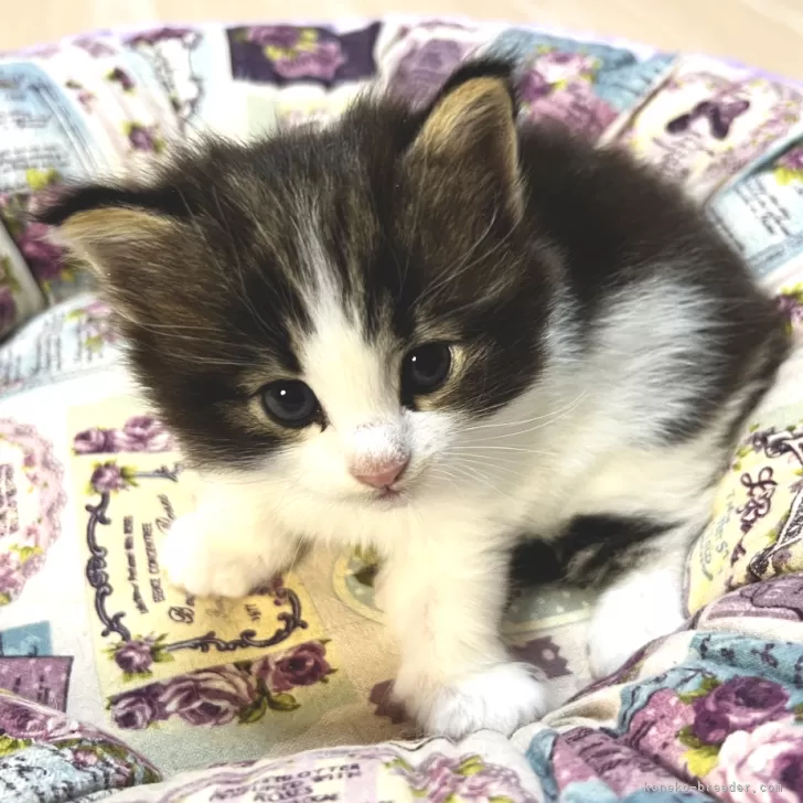 ID：2506-00595の子猫