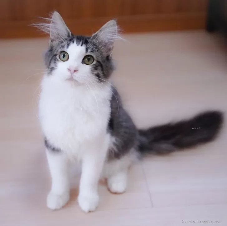 ID：2411-01517の子猫