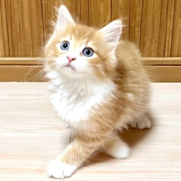 ノルウェージャンフォレストキャット【愛知県・男の子・2025年5月28日・レッドマッカレルタビー&ホワイト】の写真「甘えん坊で大きなボディの男の子です」