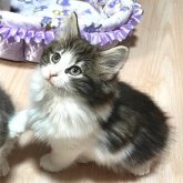 ノルウェージャンフォレストキャット