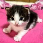 ノルウェージャンフォレストキャット