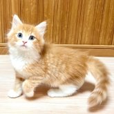 ノルウェージャンフォレストキャット