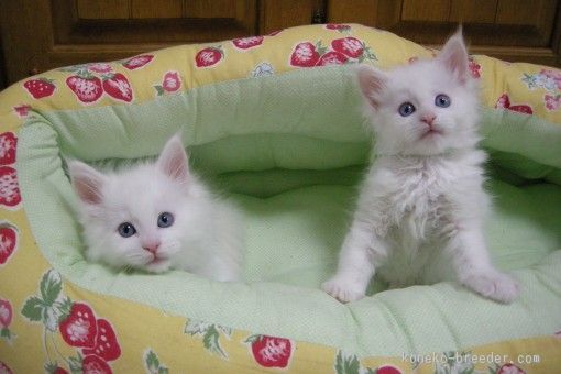 ホワイト(ブルーアイ)の子猫たち｜鍵本　ゆき(かぎもと　ゆき)ブリーダー(大阪府・メインクーン・TICA/CFA国内クラブ/TICA国内クラブ登録)の紹介写真1