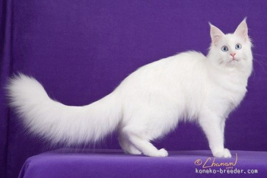 ホワイト(ブルーアイ)の女の子｜鍵本　ゆき(かぎもと　ゆき)ブリーダー(大阪府・メインクーン・TICA/CFA国内クラブ/TICA国内クラブ登録)の紹介写真3