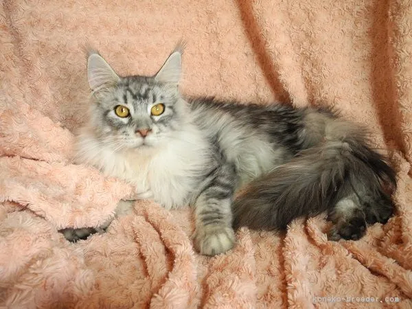 ID：1803-01205の子猫