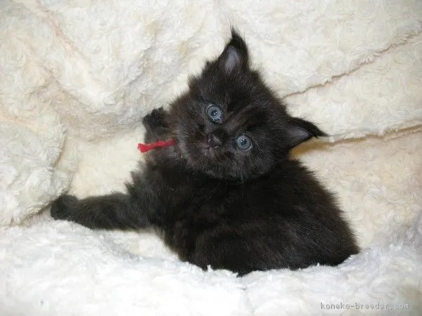 ID：1704-00407の子猫