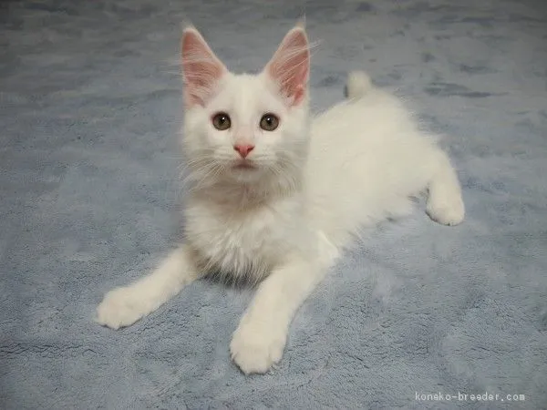 ID：2008-01417の子猫