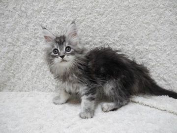 メインクーン【大阪府・女の子・2019年8月4日・シルバータビー（フワフワ綿毛のよう）】の写真「とても元気な女の子です♪」