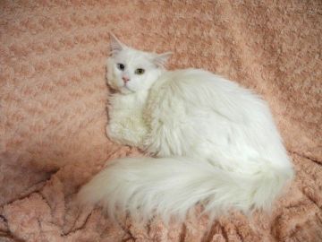 メインクーン【大阪府・男の子・2017年3月11日・ホワイト(オッドアイ)】の写真「オッドアイの巨大な男の子」