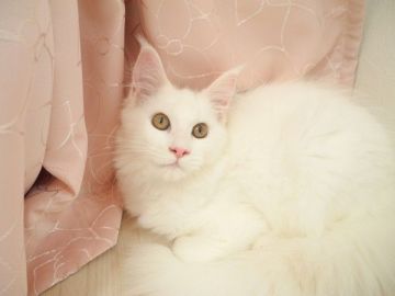 メインクーン【大阪府・女の子・2017年4月30日・ホワイト(ゴールドアイ)】の写真「とても人懐こく美しい子です♪」