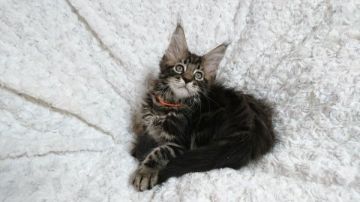 メインクーン【大阪府・男の子・2016年5月17日・ブラウン(ブラック)クラッシックタビー】の写真「とても活発で可愛い男の子です♪」