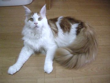 メインクーン【大阪府・男の子・2014年11月30日・レッドクラッシックタビー&ホワイト】の写真「ものすごく懐こい子で可愛いです。」