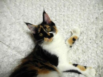 メインクーン【大阪府・女の子・2016年6月11日・キャリコ(ブラック・レッド・ホワイトの3色)】の写真「とても大人しくて可愛い女の子です♪」