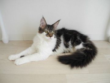 メインクーン【大阪府・男の子・2017年3月11日・ブラウンタビー&ホワイト】の写真「素直で可愛い男の子です♪」