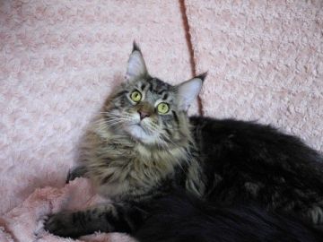 メインクーン【大阪府・男の子・2017年8月12日・ブラウンクラシックタビー】の写真「とても人懐こく子猫らしい可愛い顔をした男の子です」