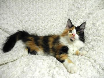 メインクーン【大阪府・女の子・2016年6月11日・キャリコ(ブラック・レッド・ホワイトの3色)】の写真「とても大人しくて可愛い女の子です♪」