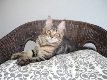 メインクーン【大阪府・男の子・2017年8月12日・ブラウンクラシックタビー】の写真「とても人懐こく可愛い顔をした男の子です」