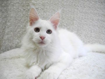 メインクーン【大阪府・男の子・2019年9月15日・ホワイト(グリーンアイ)（やわらかい毛質です）】の写真「思慮深く賢く元気な男の子です♪」