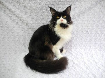 メインクーン【大阪府・男の子・2015年5月9日・ブラック&ホワイト】の写真「懐こい子です。」