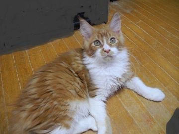 メインクーン【大阪府・男の子・2016年11月24日・レッドタビー&ホワイト】の写真「とっても可愛い顔をした男の子です♪」