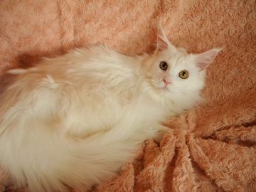 メインクーン【大阪府・女の子・2017年4月30日・ホワイト】の写真「とっても可愛い女の子です♪」