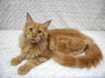 メインクーン【大阪府・男の子・2019年4月7日・レッドクラッシックタビー(レッドソリッド)】の写真「とても温和で可愛い男の子です♪」