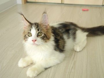 メインクーン【大阪府・男の子・2017年8月12日・ブラウンクラシックタビー&ホワイト】の写真「人懐こく子猫らしい可愛い顔をした男の子です」