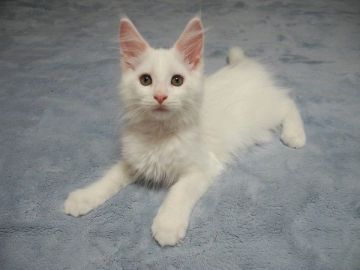 メインクーン【大阪府・男の子・2020年5月17日・ホワイト（やわらかい毛質です）】の写真「思慮深く賢く可愛く元気な男の子です♪」