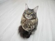 メインクーン【大阪府・男の子・2017年3月4日・ブラウンクラシックタビー】の写真2「とっても素直な子です。」