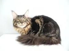 メインクーン【大阪府・男の子・2017年3月4日・ブラウンクラシックタビー】の写真3「将来立派に成長することでしょう。」