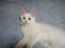 メインクーン【大阪府・男の子・2020年5月17日・ホワイト】の写真5