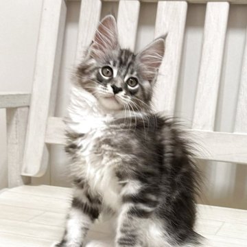 メインクーン【大阪府・男の子・2025年4月7日・シルバータビー&ホワイト】の写真「元気な甘えん坊くんです♪」