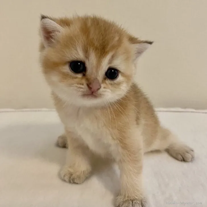 ID:2306-03751の子猫