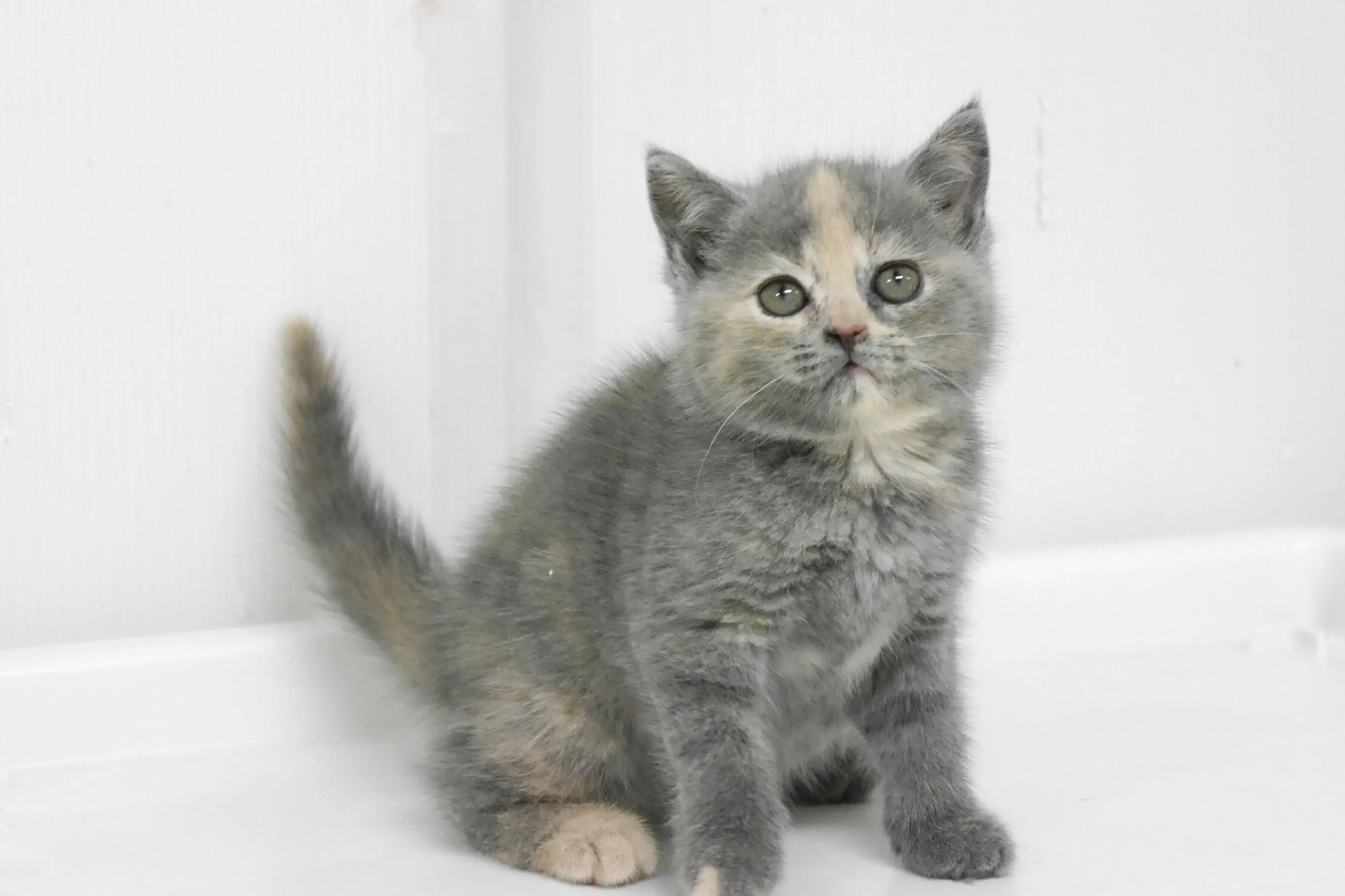 ID:1606-00699の子猫