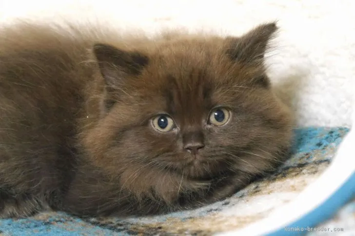 ID:1911-00617の子猫