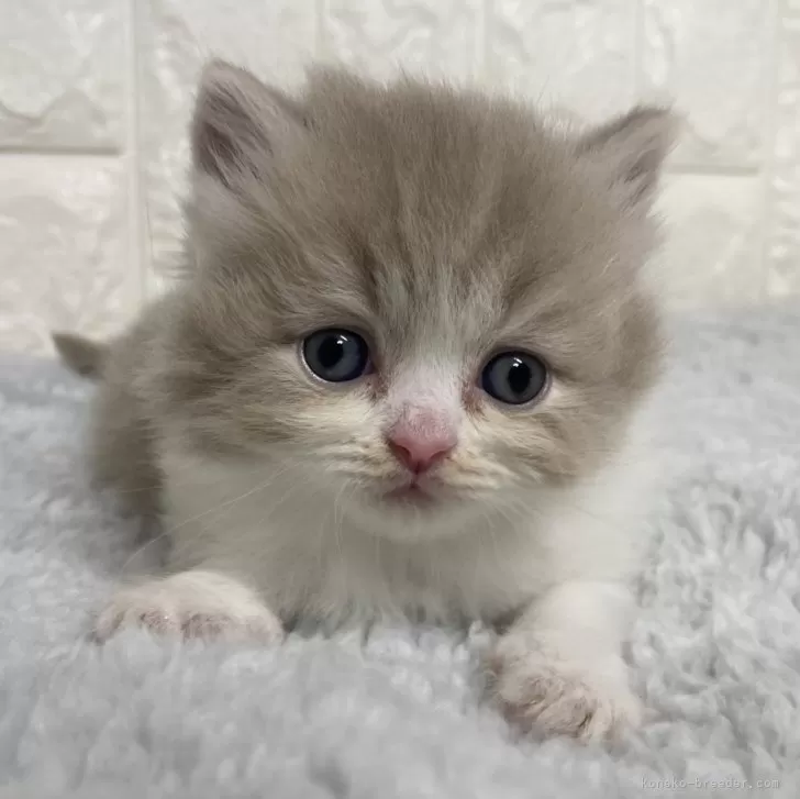 ID：2407-01201の子猫