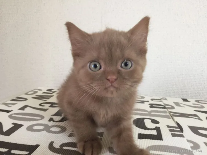 ID:1610-00421の子猫
